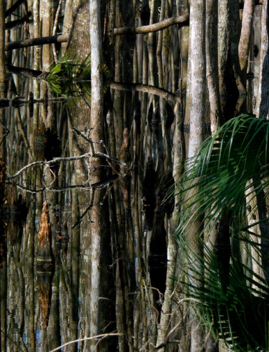Cypress Pond, St. Marks National Wildlife Refuge, Florida, USA