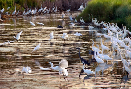 Egrets and Herons, St. Marks National Wildlife Refuge, Florida, USA