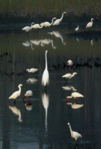 Egrets and Herons, Panacea, Florida, USA