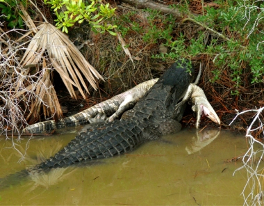 Alligator Cannibalism. St. Marks National Wildlife Refuge, Florida, USA