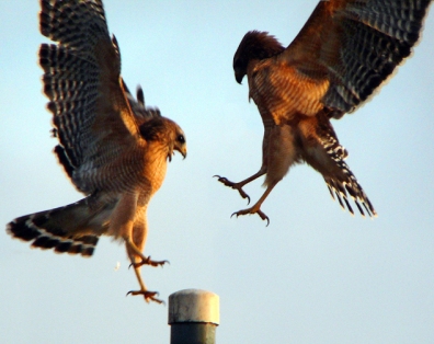 Hawks Compete for Perch, Central Florida, USA