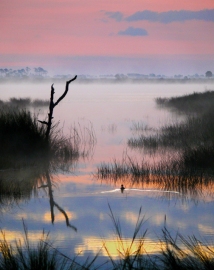 Lone Duck at Dawn, St. Marks National Wildlife Refuge, Florida, USA