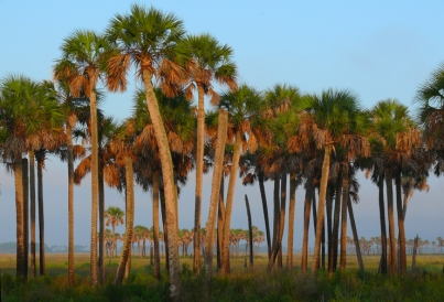 Palmscape, Hickory Mound National Wildlife Refuge, Florida, USA