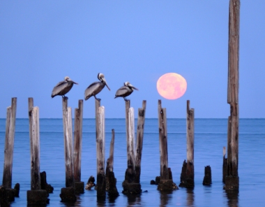 Pelicans at Moonset, St. Marks National Wildlife Refuge, Florida, USA