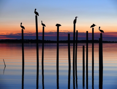 Seven Birds at Dusk, Alligator Point, Florida, USA