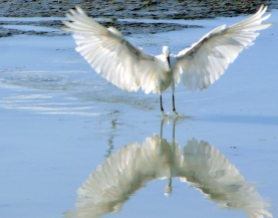 Snowy Egret, St. Marks National Wildlife Refuge, Florida, USA